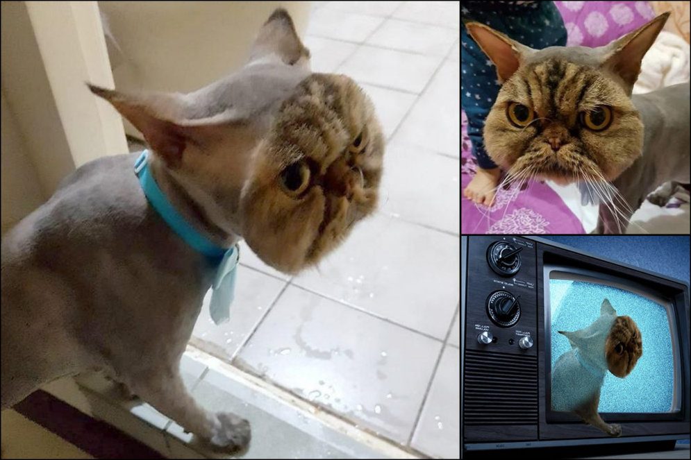 Неудачный визит к котоцирюльнику)