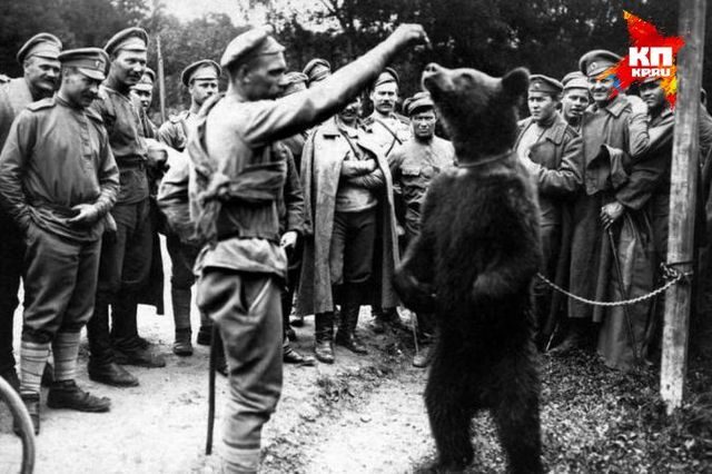 Почему иностранцы ассоциируют Россию с медведем