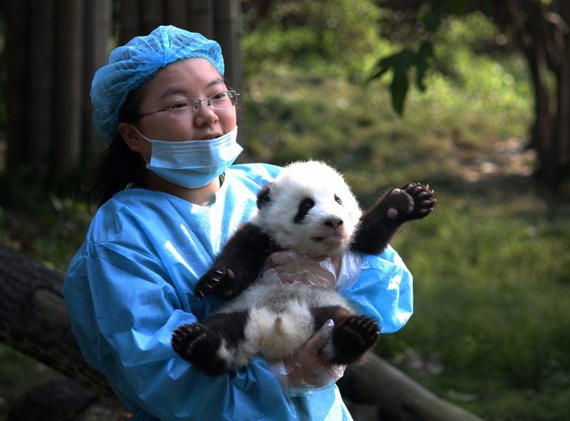 a-worker-shows-of-one-of-the-baby-pandas